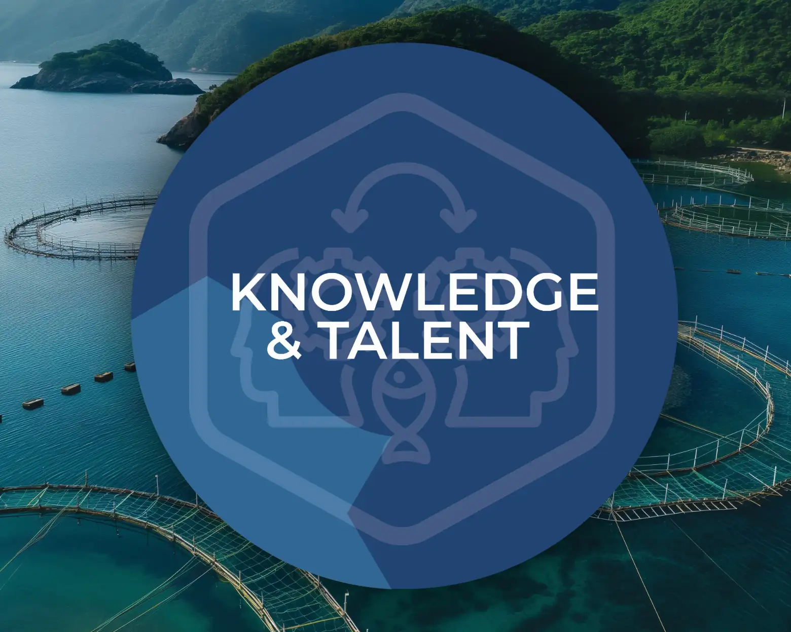 Knowledge & Talent